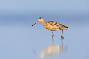A marbled godwit (Limosa fedoa) walking and foraging in shallow water.