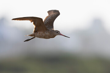 A marbled godwit (Limosa fedoa) in flight.