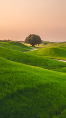 Warm sunlight bathes the rolling green hills of a golf course at sunset, with a lone tree adding a touch of serenity to the tranquil landscape