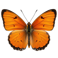 Vibrant orange butterfly with intricate wing patterns isolated on a deep black background transparent background