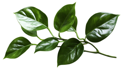 Glossy Green Leaves on a Branch Isolated on Transparent Background A Natural Element for Design Projects