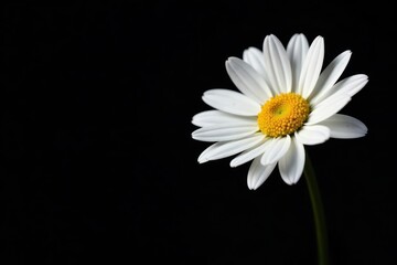 Single white daisy in stark contrast with dark space , flower, white