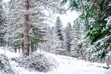 Winter landscape with snow on the trees