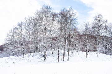 Winter landscape with snow on the trees