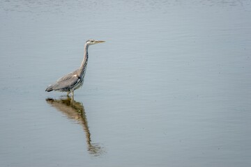 grey heron ardea cinerea standing in the sea with reflection