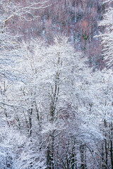 Winter landscape with snow on the trees