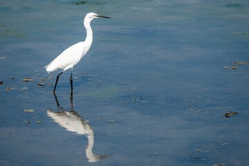 Egret egretta garzetta in the sea with reflection