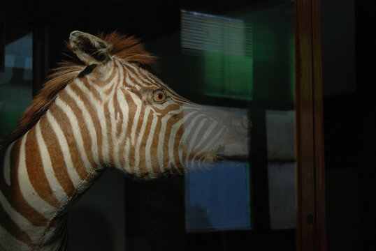 zebra specimen
