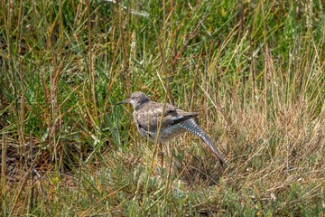 close up portrait of redshank tringa totanus in the grass