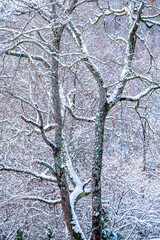 Winter landscape with snow on the trees