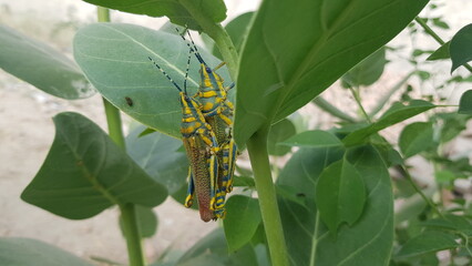 Vibrant Painted Grasshoppers (Poekilocerus pictus) Mating in their Natural Habitat