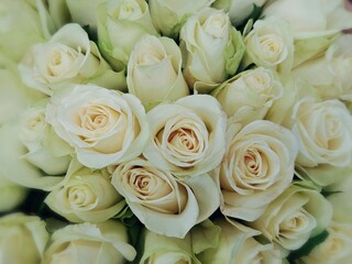 Floral background of roses . white roses as a background. A bouquet of white roses. Natural shade.