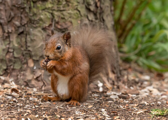 Red Squirrel in a forest