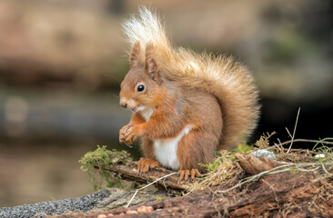 Red Squirrel sitting on a fallen tree trunk, United kingdom
