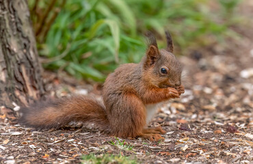 Red Squirrel at the bottom of a tree in a forest, close up in Scotland