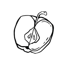 Half apple sketch vector line monochrome