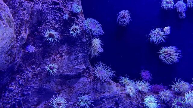 Sea Anemones Swaying Gently with Ocean Currents