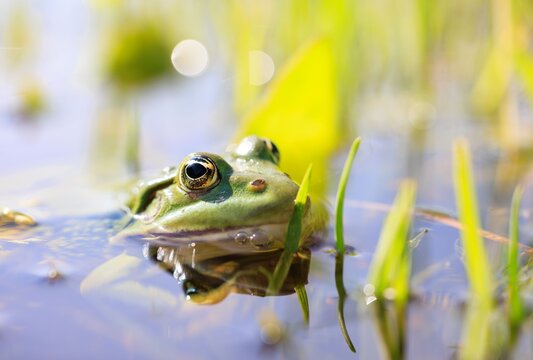 Close-up of a green frog in a pond.