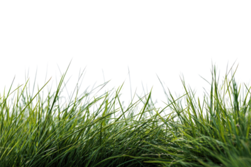 Close-up of vibrant green grass blades.  A dense field of grass fills the foreground, with blades of varying heights and textures.  Dark black background