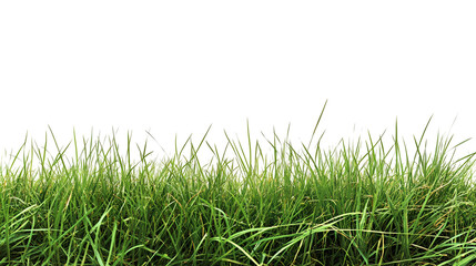 Fototapeta premium Lush Green Grass on Transparent Background Creating a Natural and Fresh Aesthetic for Design Projects
