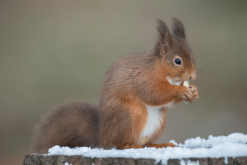Red Squirrel on a snow covered tree stump eating a nut, close up in the winter