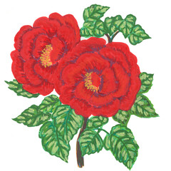 red roses flower