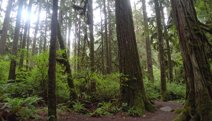 Fototapeta premium Lush, mossy forest path lined with towering trees, bathed in soft, diffused sunlight.