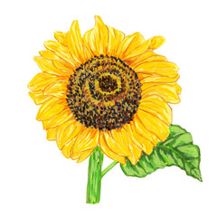 yellow sunflower isolated on white