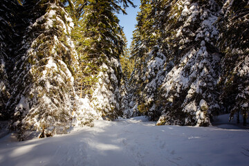 winter forest with snow-covered paths, sunlight streaming through tall pine trees.