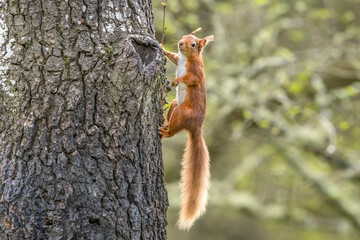 Red Squirrel clinging on to a tree trunk