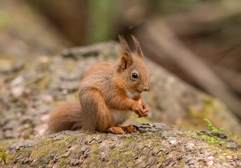 Red Squirrel baby on a tree trunk in a forest, close up
