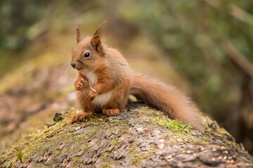 Red Squirrel baby on a tree trunk in a forest, close up