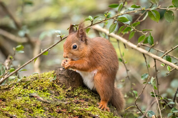 Red Squirrel in a forest, close up