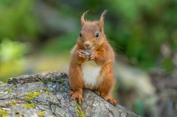 Red Squirrel on a tree trunk in a forest, close up
