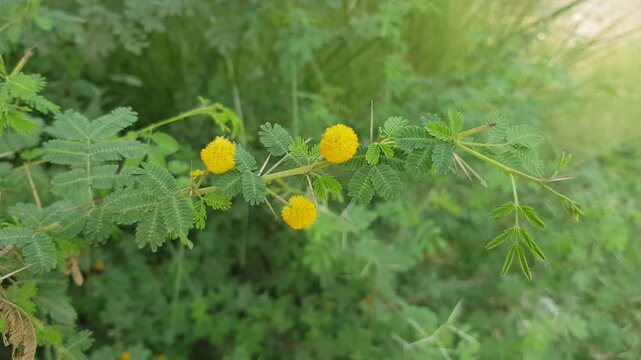 Blooming Acacia (Babul) Branch with Yellow Puffball Flowers