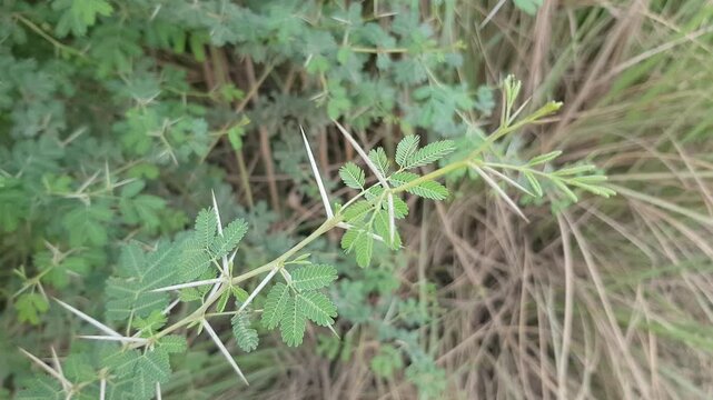 Close-up of a Thorny Acacia (Babul) Branch with Green Leaves