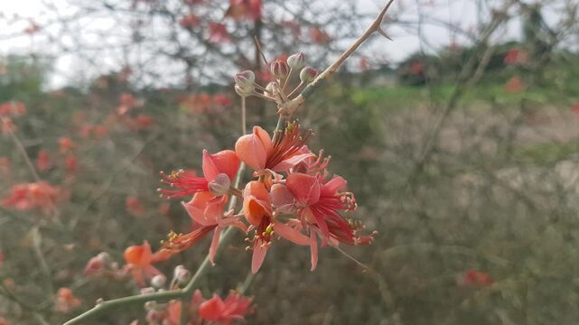 Delicate Red Flowers of the Thorny Wild Caper (Kair) Bush in Bloom