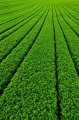 green tea leaves background