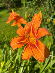 Bright orange daylily flower with water droplets glistening in the sunlight against a green garden background.