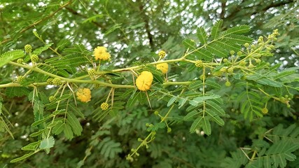 Close-up of Blooming Acacia (Babul) Branch with Yellow Puffball Flowers