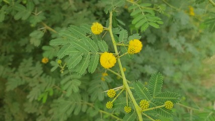Close-up of Blooming Acacia (Babul) Branch with Yellow Puffball Flowers