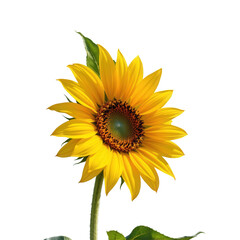 Fototapeta premium Bright and Beautiful Sunflower Blooming Against Clear Blue Sky