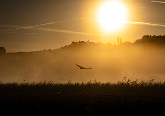 Auffliegender Storch im Morgennebel an einem Augustmorgen