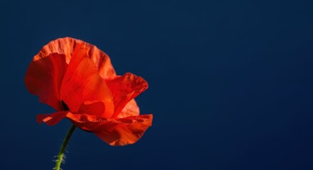 Single red poppy flower against a dark blue background