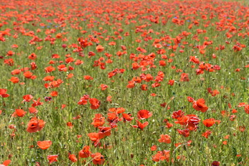 A wide field of bright red poppies sways on green stems, creating a vivid and peaceful summer scene.