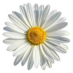 Top down view of a perfect daisy with vibrant colors