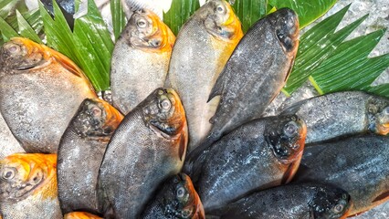Close up of Fresh raw black pomfert (Parastromateus niger) trade in seafood market. A pomfret fish with striking details of fins and scales. Fresh Silver Pomfret (Pampus sp). Butterfish fish sale. 4K