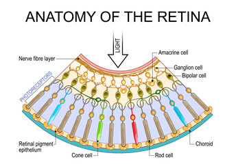 Anatomy of the retina. Photoreceptors: Cone and Rod cells. Cross section of the human eye