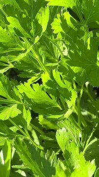 Lush green parsley leaves sway gently in the sunlight, showcasing vibrant textures and intricate patterns, creating a serene and refreshing natural scene
