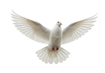 Fototapeta premium Elegant white dove in flight symbolizing peace and hope with extended wings transparent background